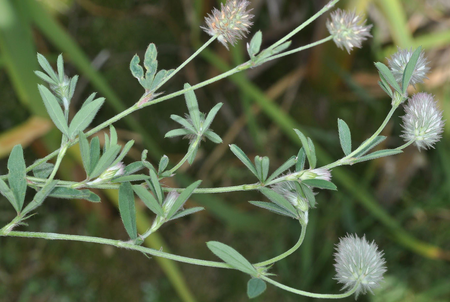 Flora of Eastern Washington Image: Trifolium arvense