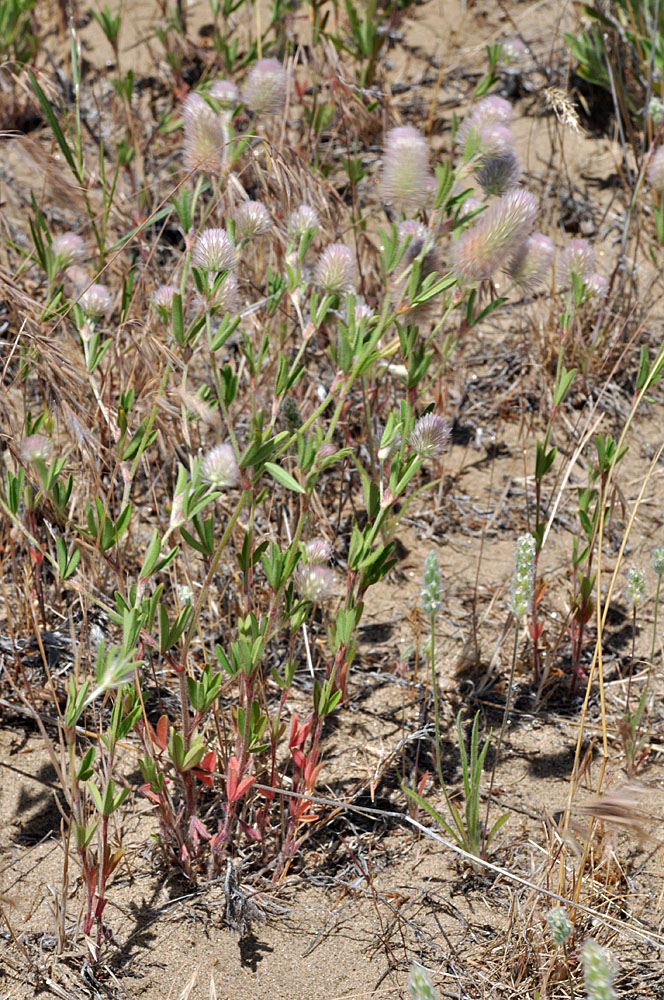 Flora of Eastern Washington Image: Trifolium arvense