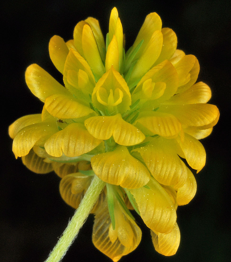 Flora of Eastern Washington Image: Trifolium aureum