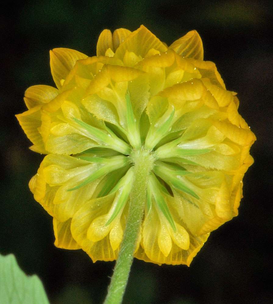 Flora of Eastern Washington Image: Trifolium aureum