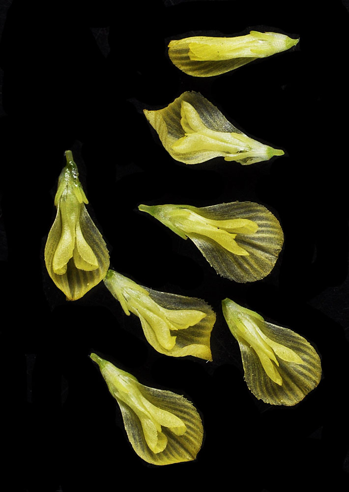 Flora of Eastern Washington Image: Trifolium campestre