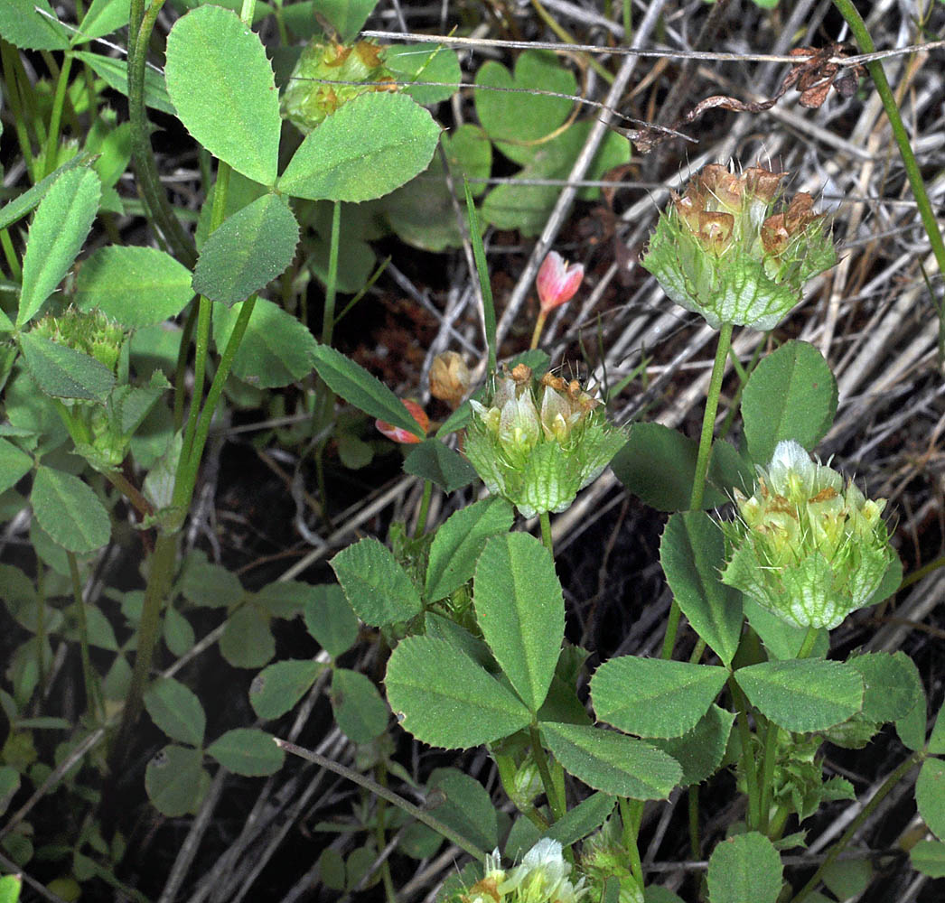 Flora of Eastern Washington Image: Trifolium cyathiferum