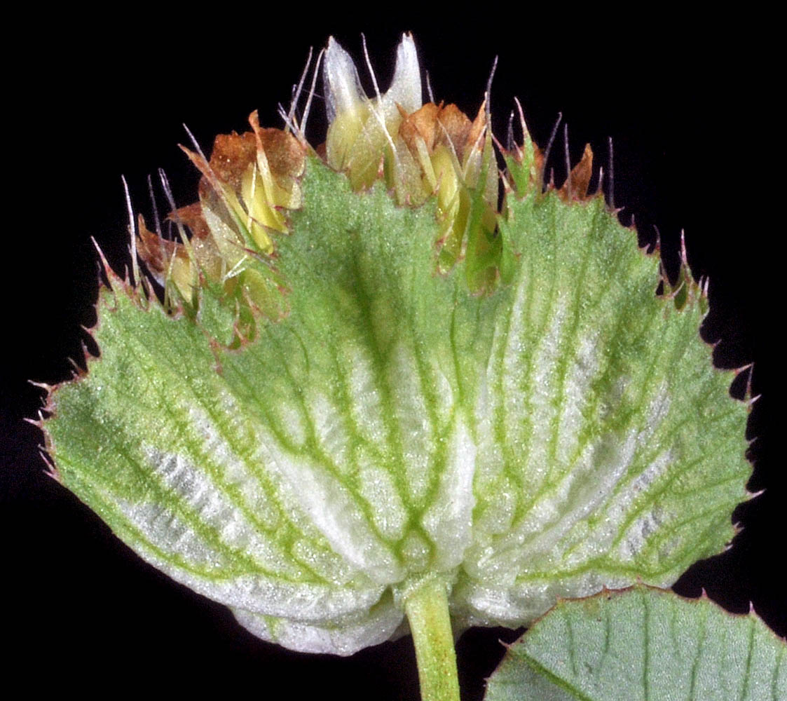 Flora of Eastern Washington Image: Trifollium cyathiferum