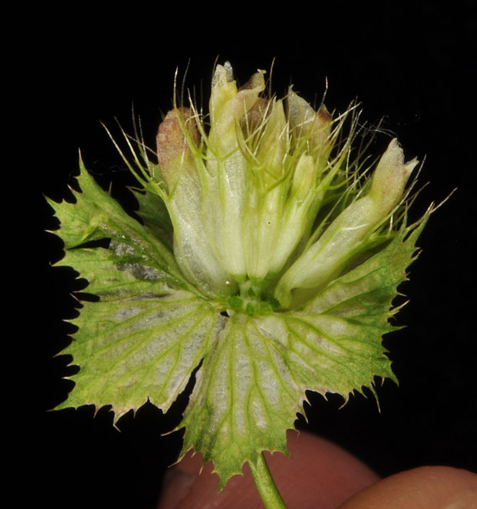 Flora of Eastern Washington Image: Trifolium cyathiferum