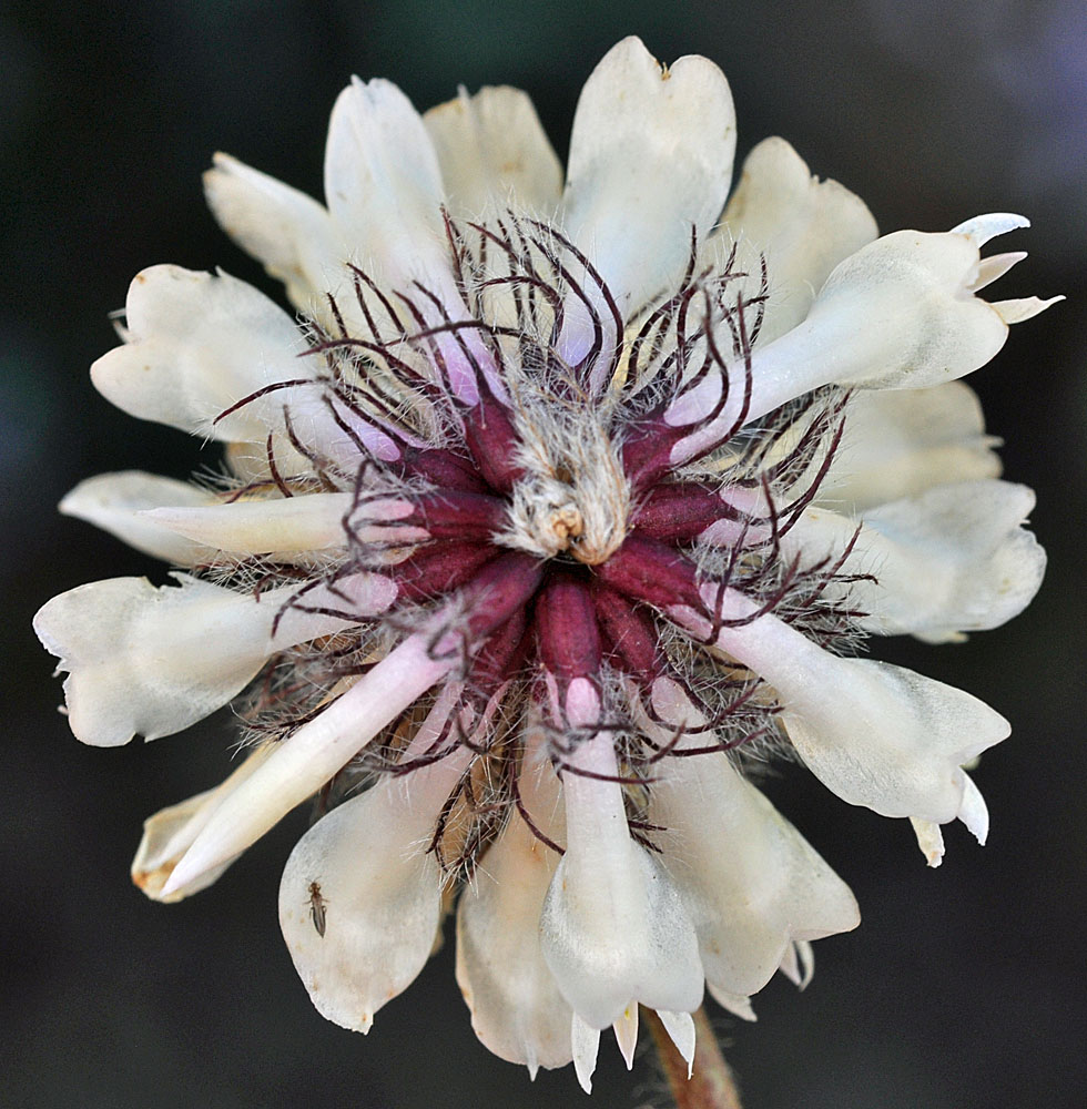 Flora of Eastern Washington Image: Trifolium eriocephalum