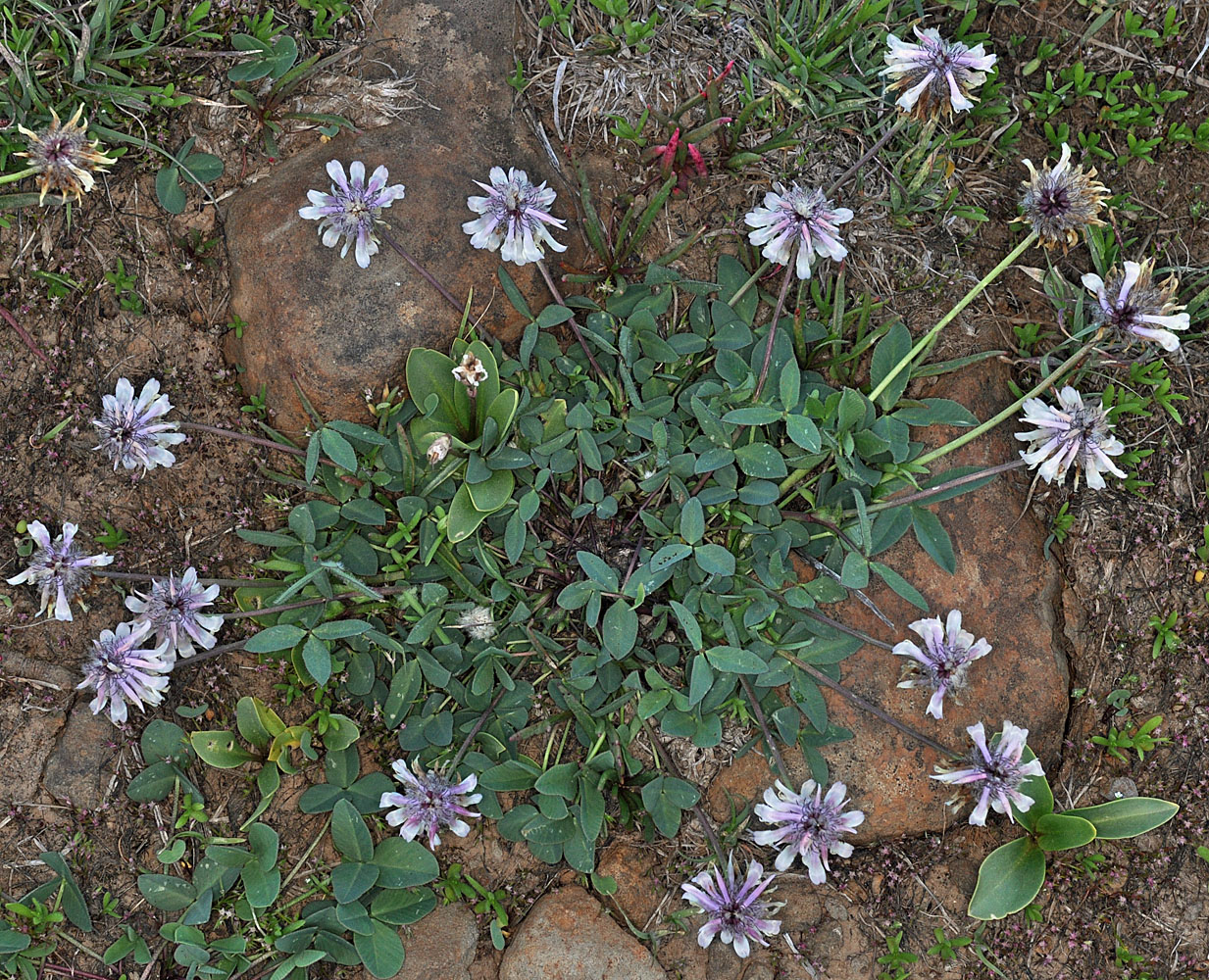 Flora of Eastern Washington Image: Trifolium eriocephalum