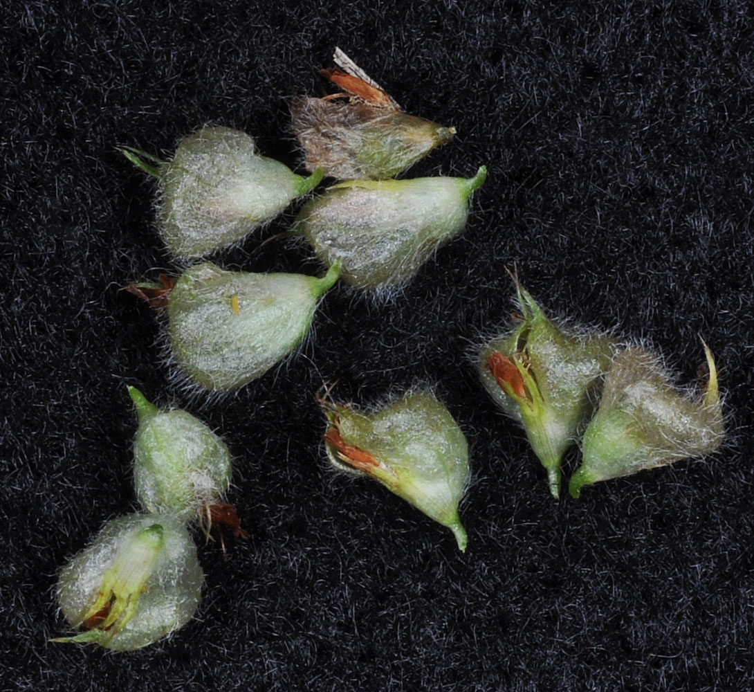 Flora of Eastern Washington Image: Trifolium fragiferum