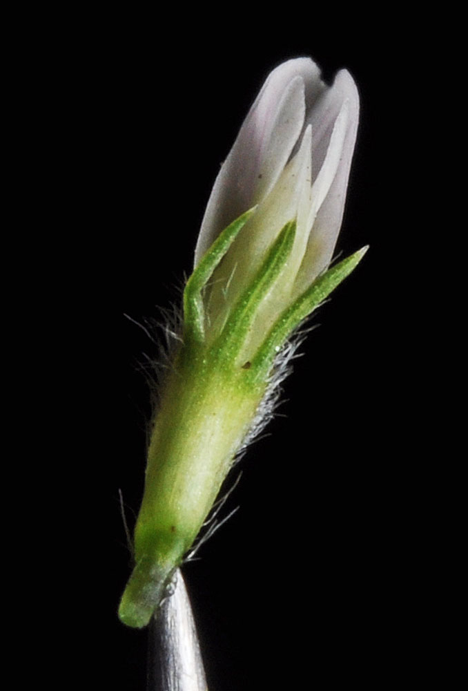 Flora of Eastern Washington Image: Trifolium fragiferum
