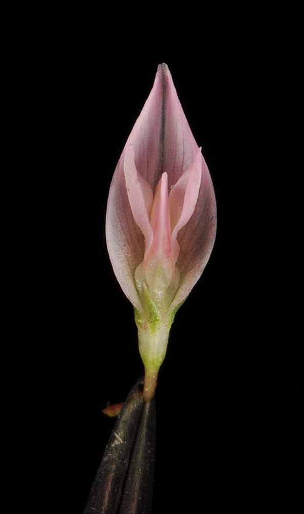 Flora of Eastern Washington Image: Trifolium hybridum