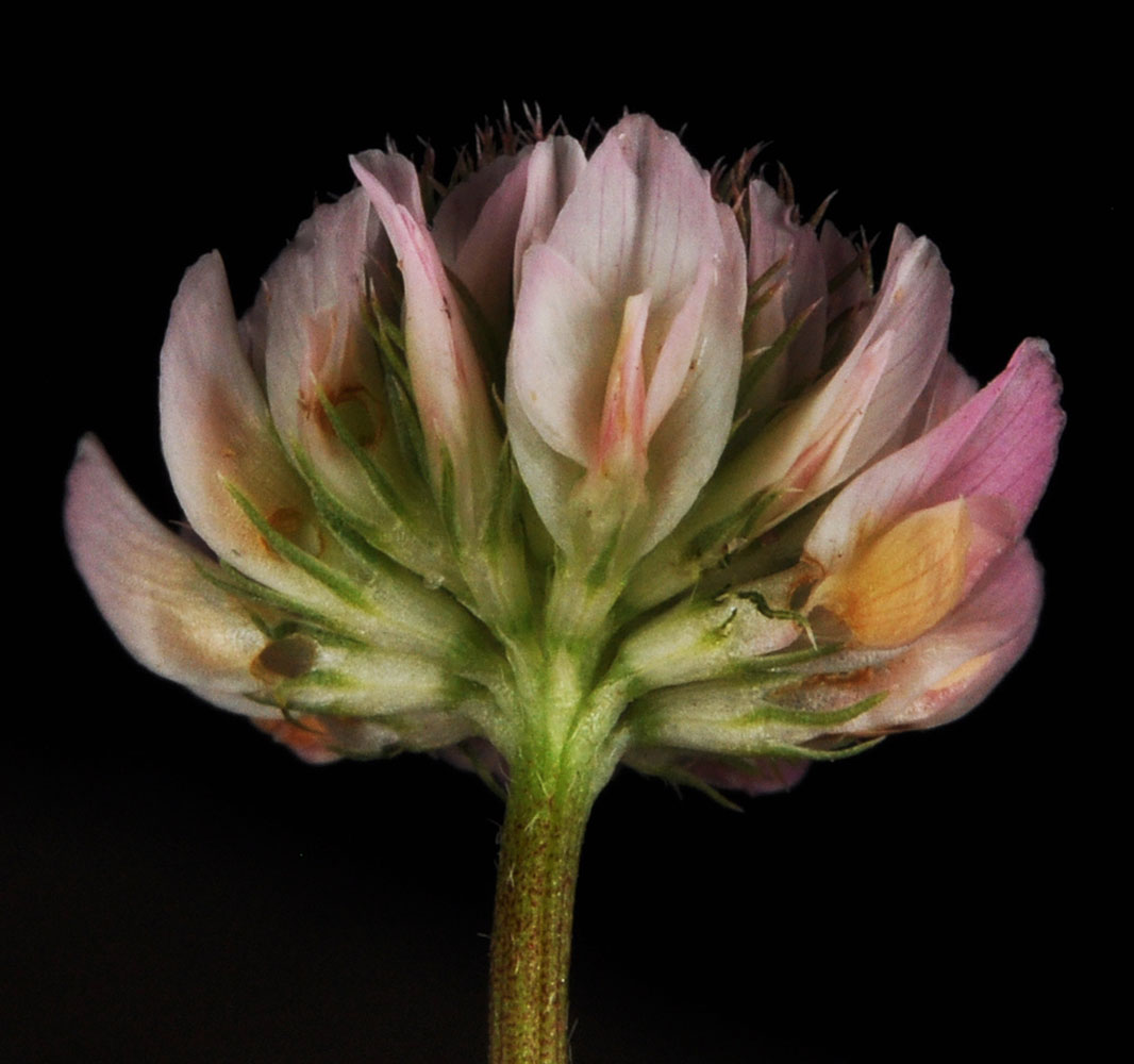 Flora of Eastern Washington Image: Trifolium hybridum