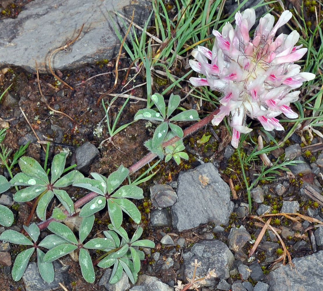 Flora of Eastern Washington Image: Trifolium macrocephalum