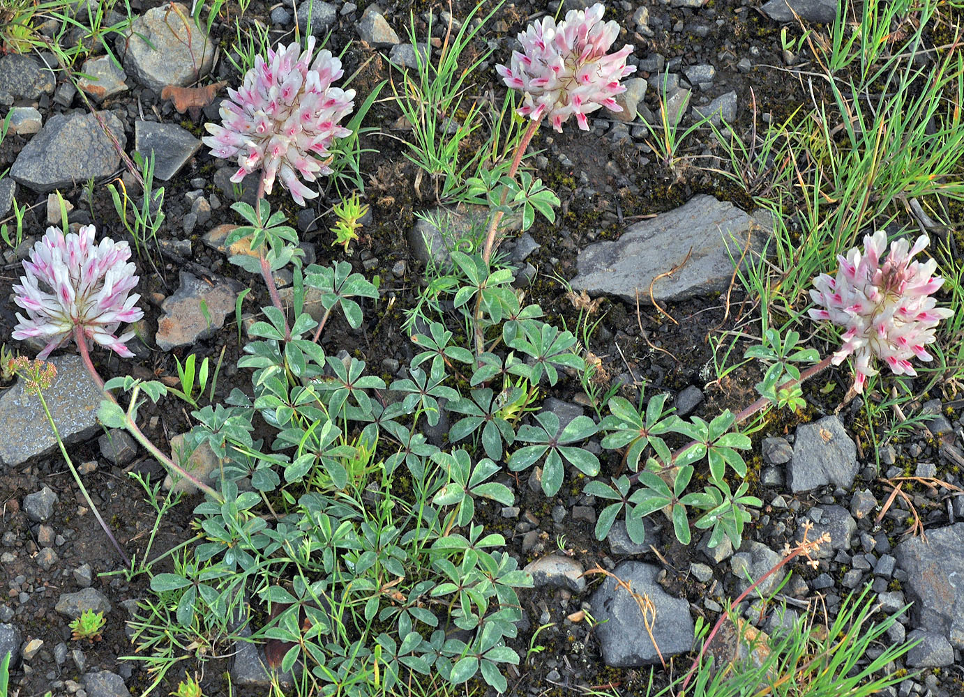 Flora of Eastern Washington Image: Trifolium macrocephalum