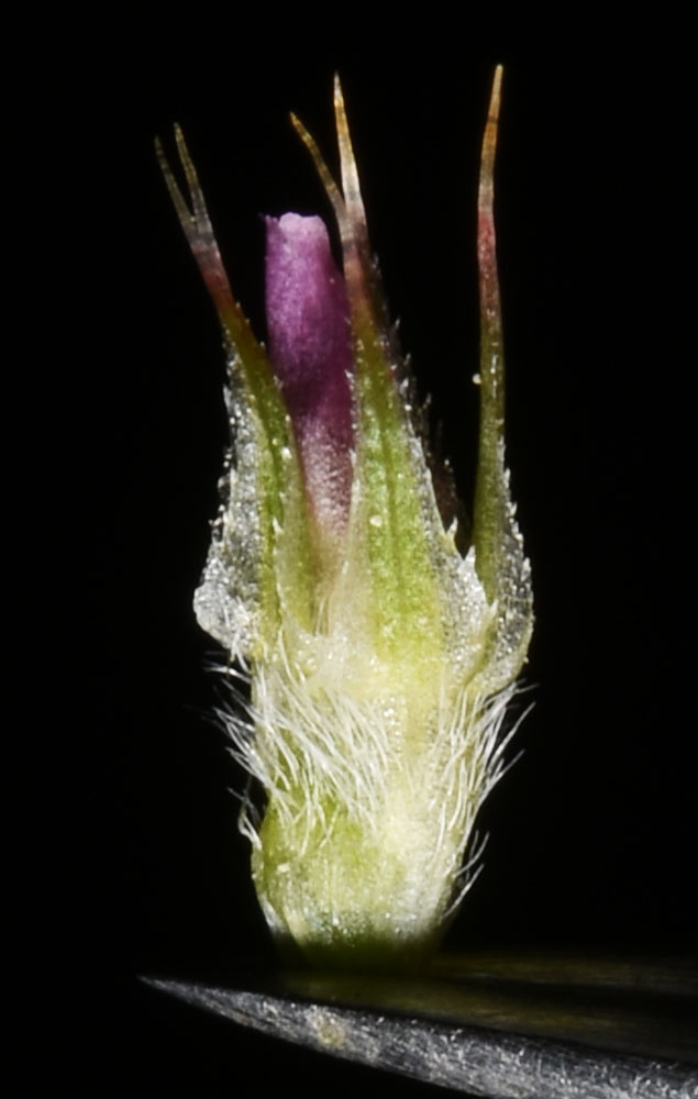 Flora of Eastern Washington Image: Trifolium microcephalum