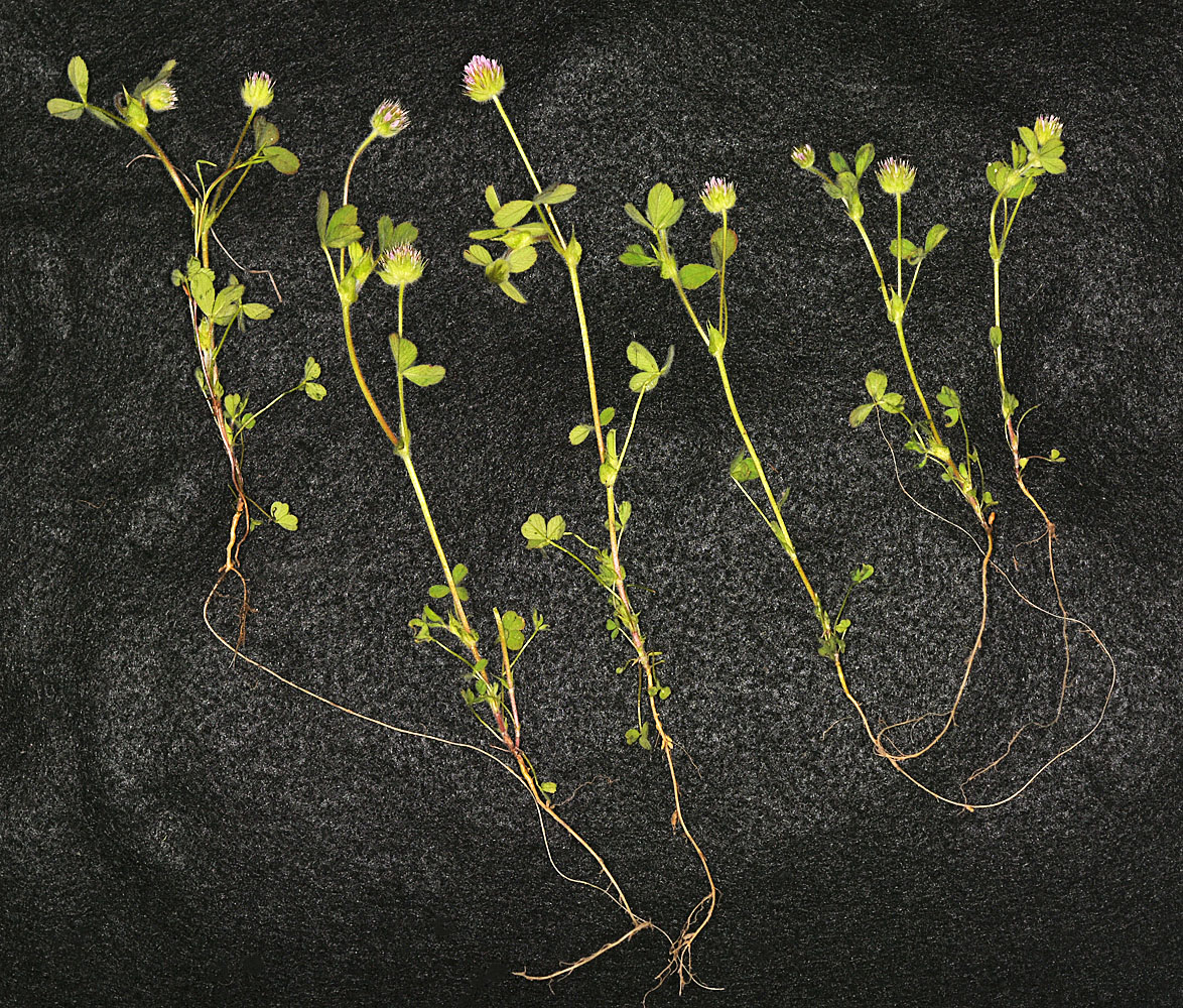 Flora of Eastern Washington Image: Trifolium microcephalum