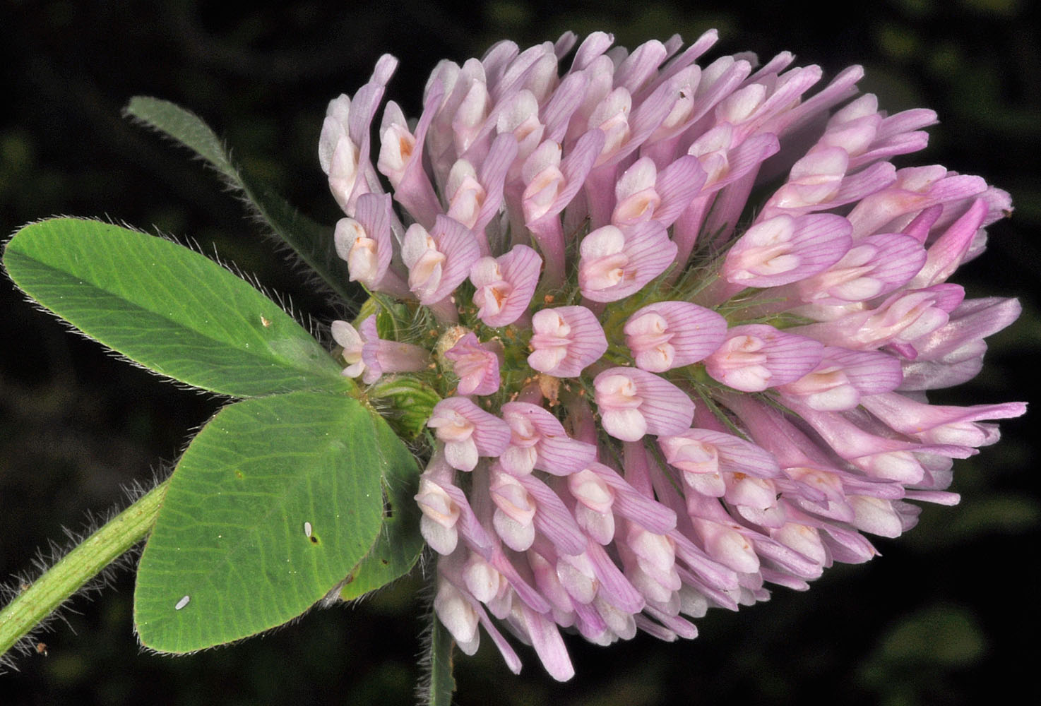 Flora of Eastern Washington Image: Trifolium pratense