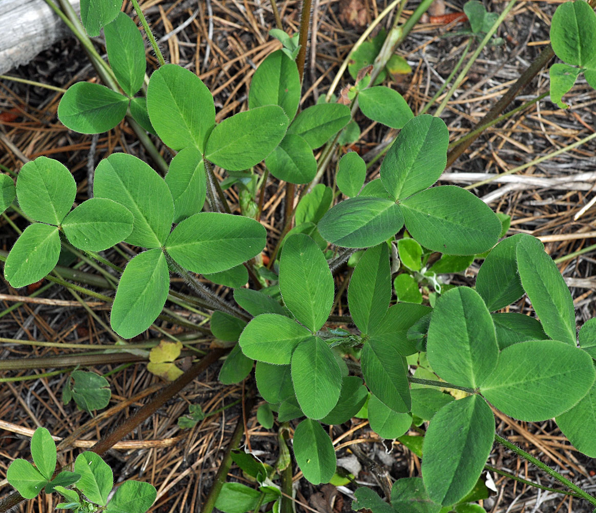 Flora of Eastern Washington Image: Trifolium pratense