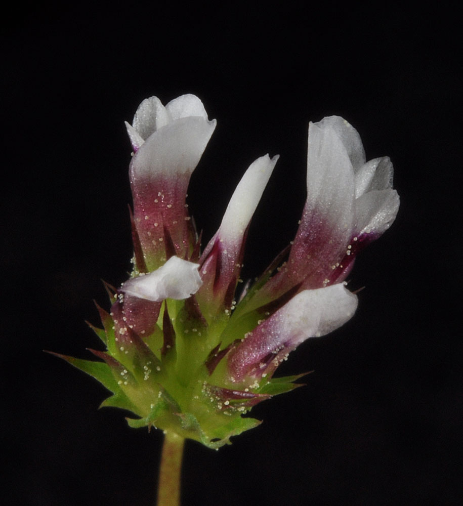 Flora of Eastern Washington Image: Trifolium variegatum