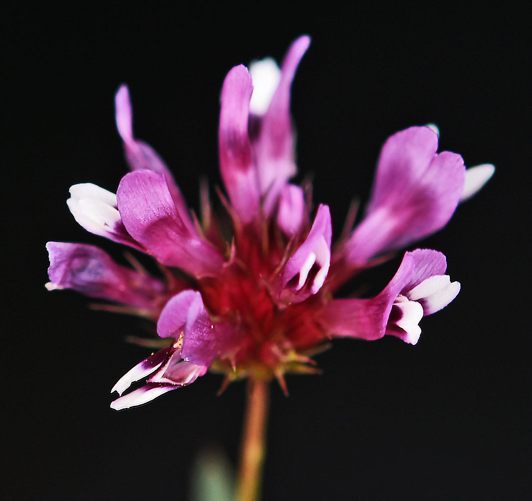 Flora of Eastern Washington Image: Trifolium willdenovii