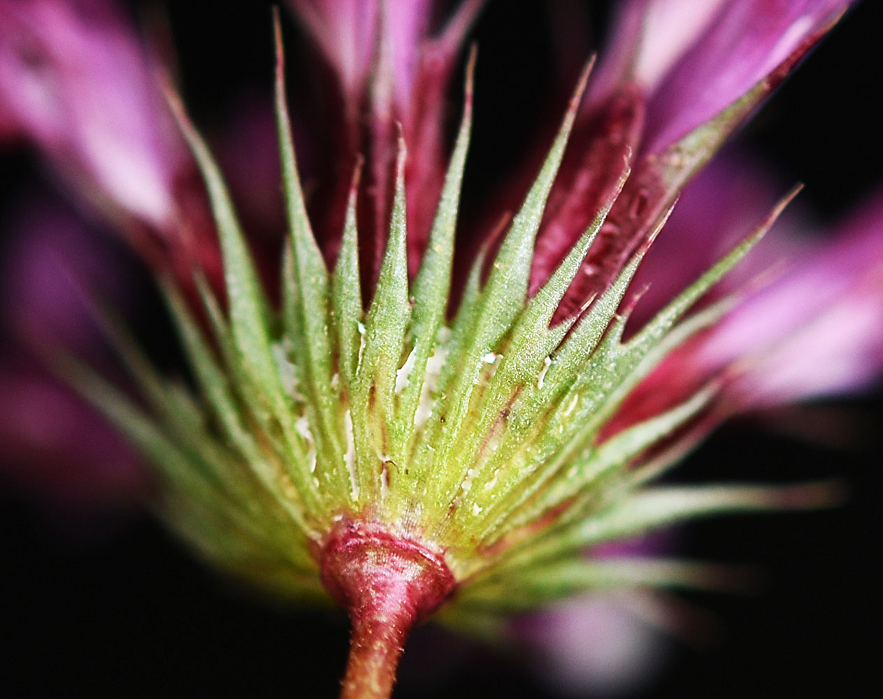 Flora of Eastern Washington Image: Trifolium willdenovii