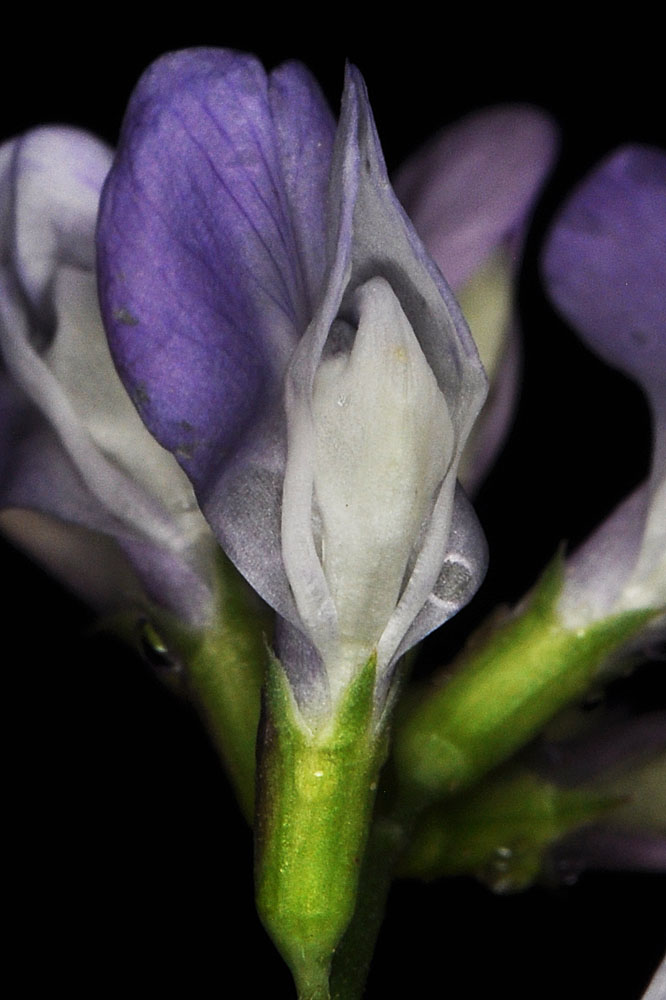 Flora of Eastern Washington Image: Vicia americana