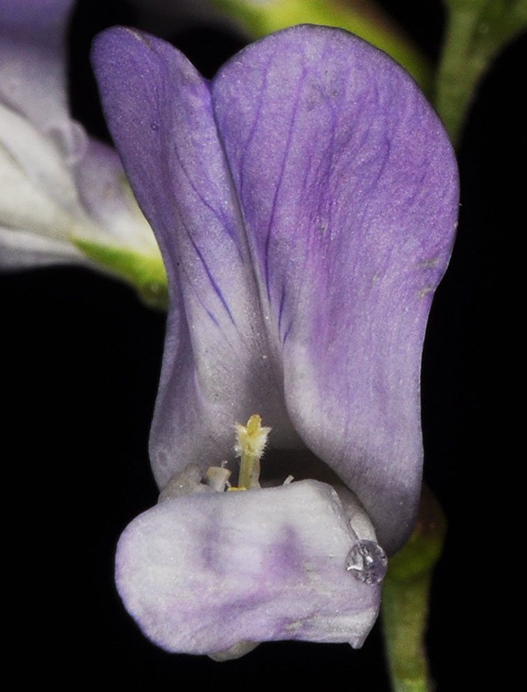 Flora of Eastern Washington Image: Vicia americana