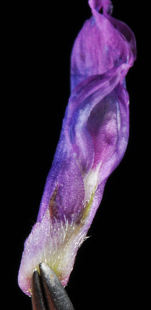 Flora of Eastern Washington Image: Vicia cracca