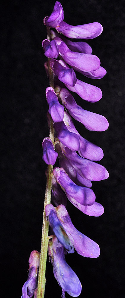 Flora of Eastern Washington Image: Vicia cracca