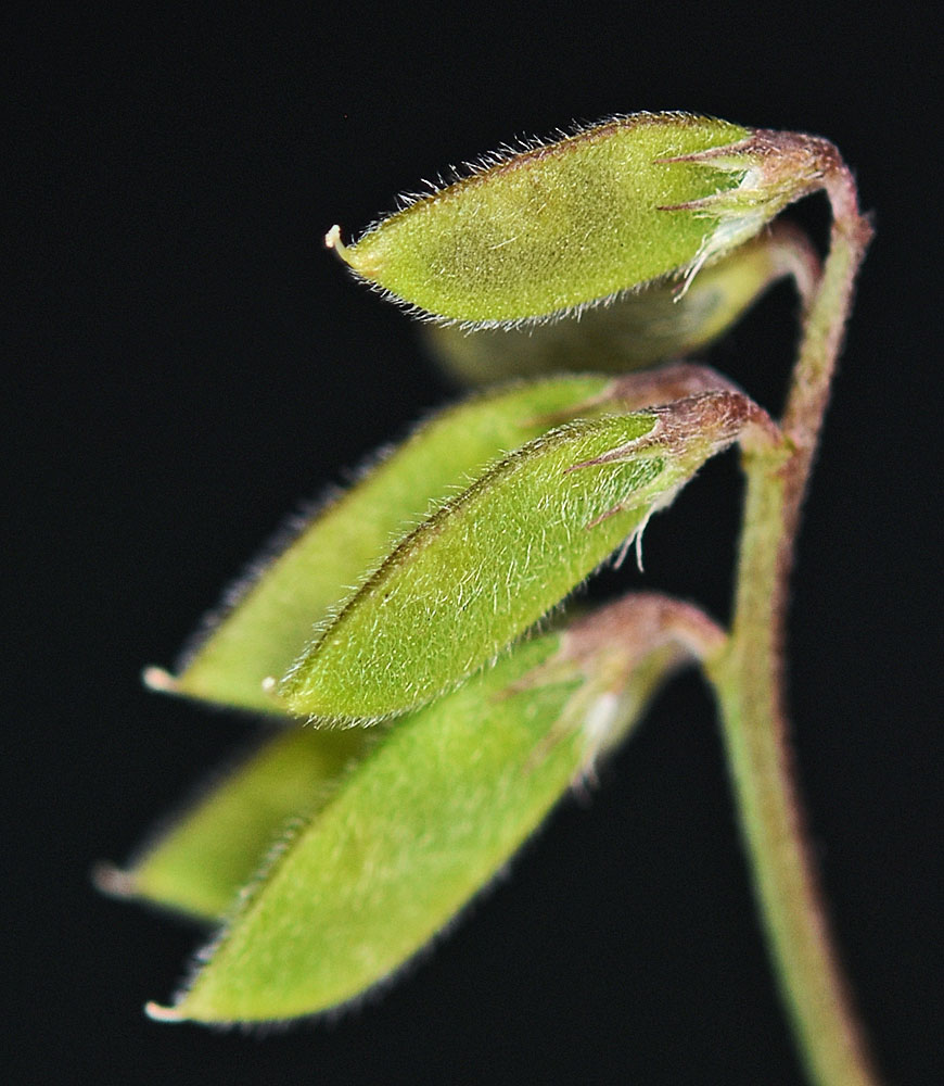 Flora of Eastern Washington Image: Vicia hirsuta