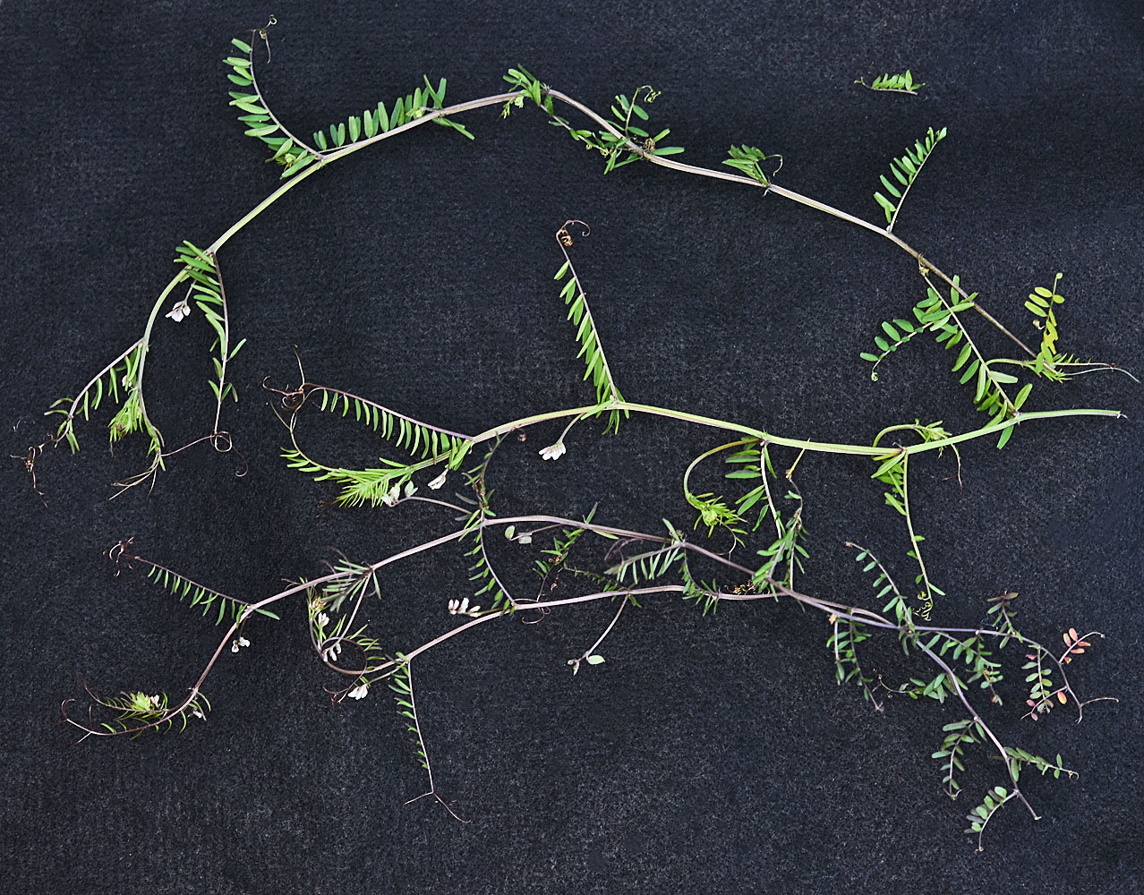 Flora of Eastern Washington Image: Vicia hirsuta
