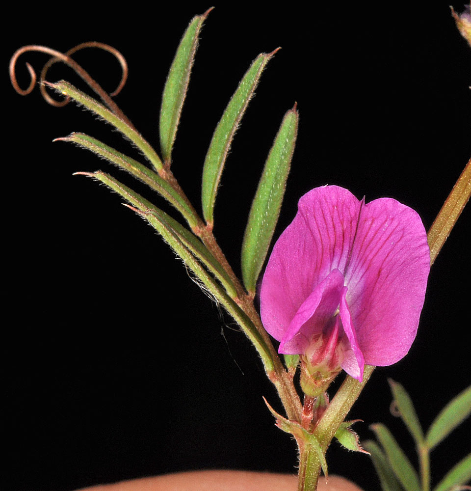 Flora of Eastern Washington Image: Vicia sativa