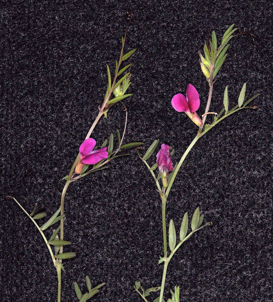 Flora of Eastern Washington Image: Vicia sativa