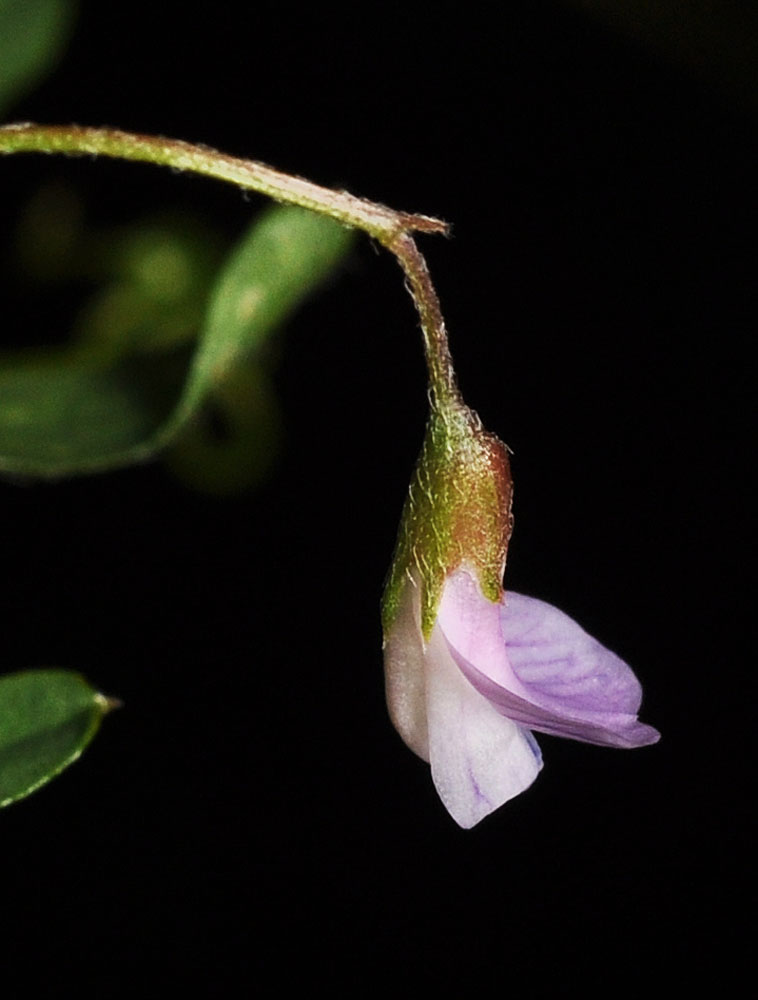 Flora of Eastern Washington Image: Vicia tetrasperma