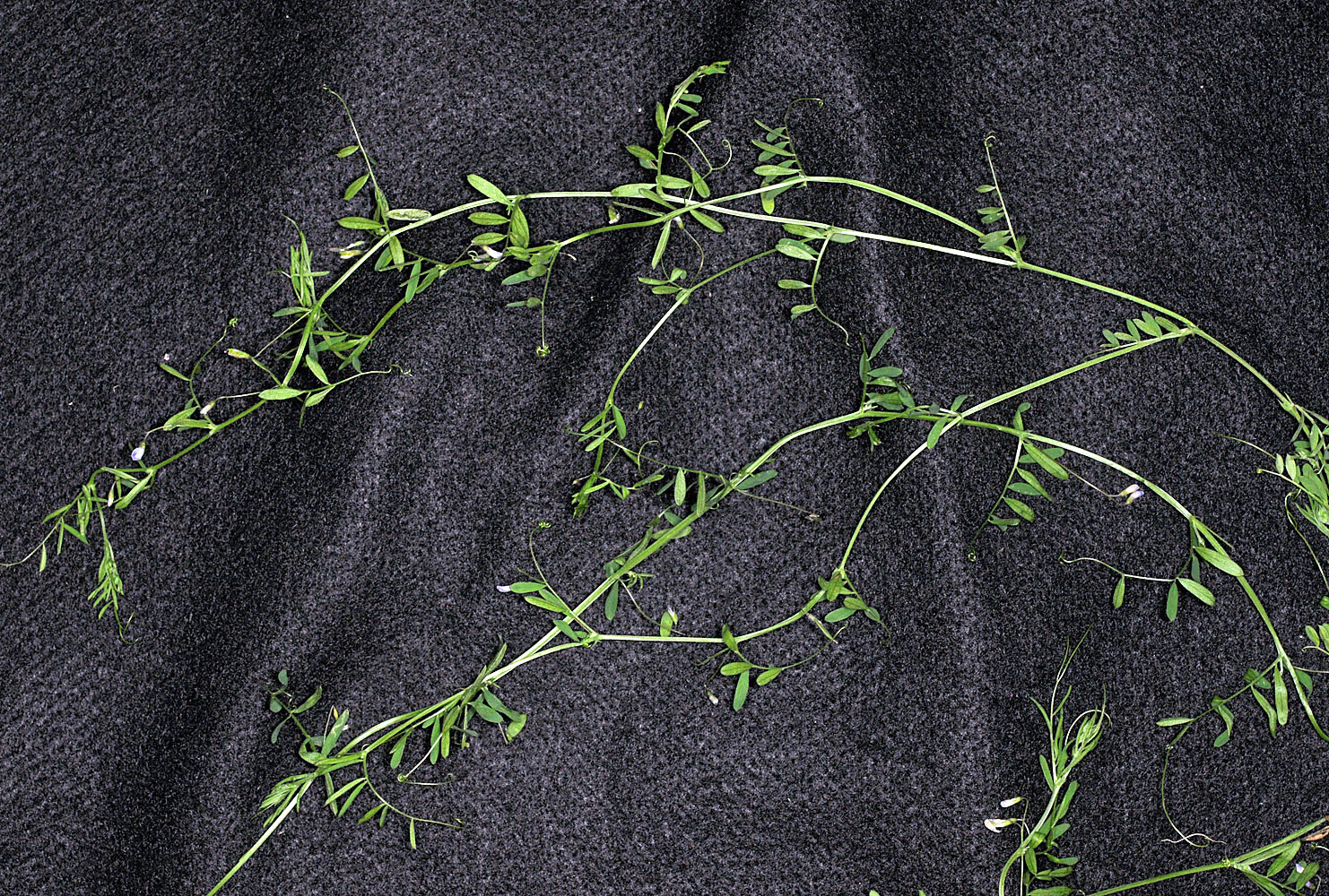 Flora of Eastern Washington Image: Vicia tetrasperma