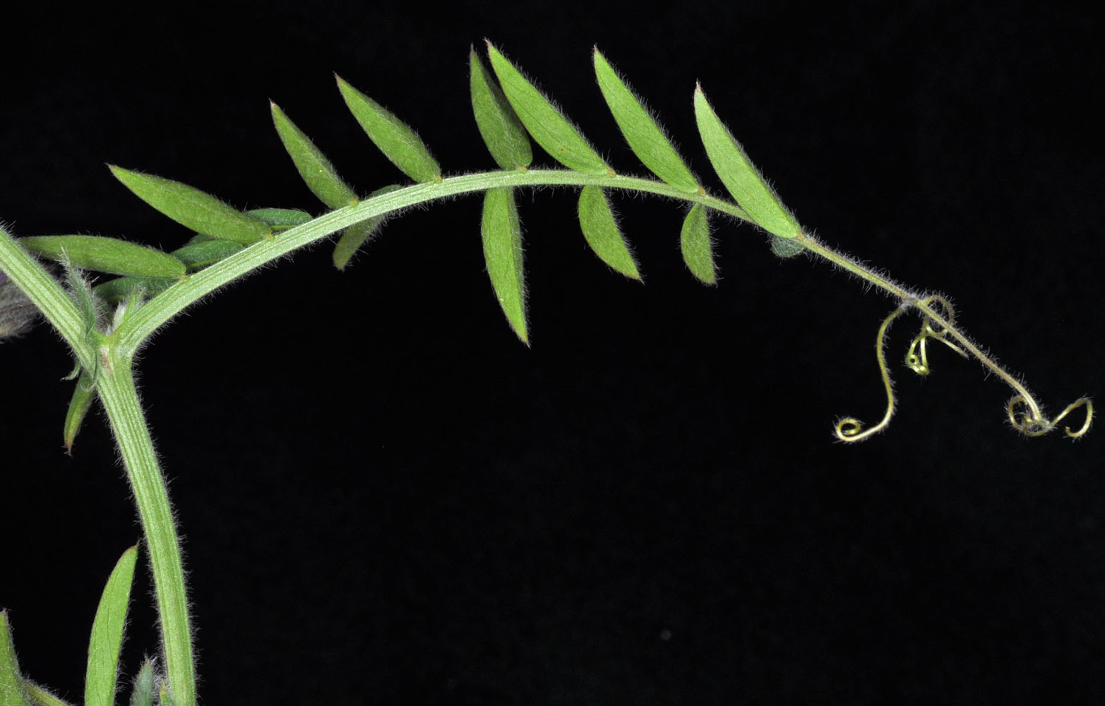Flora of Eastern Washington Image: Vicia villosa