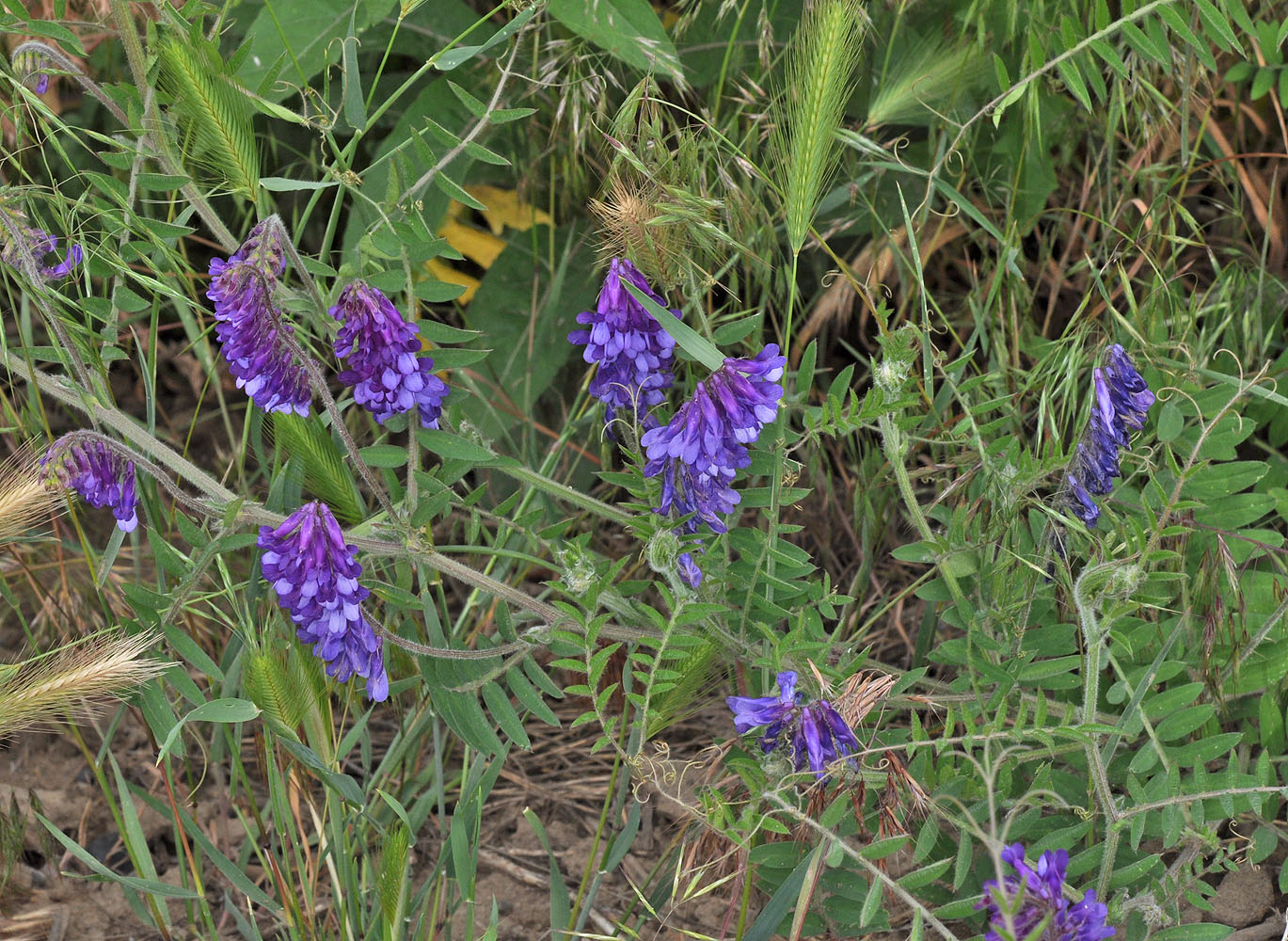 Flora of Eastern Washington Image: Vicia villosa