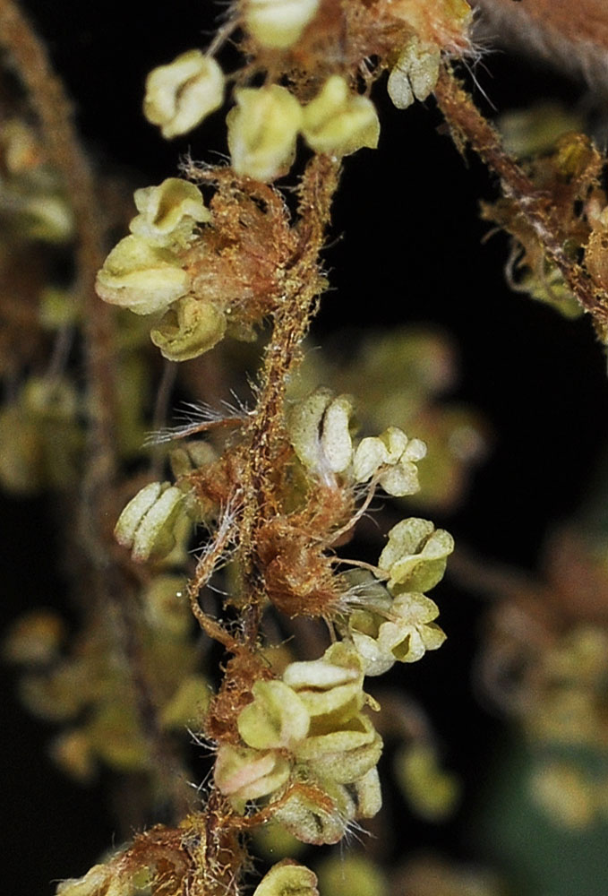 Flora of Eastern Washington Image: Quercus garryana