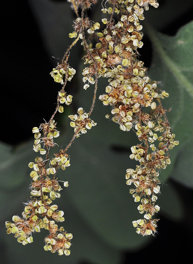 Flora of Eastern Washington Image: Quercus garryana