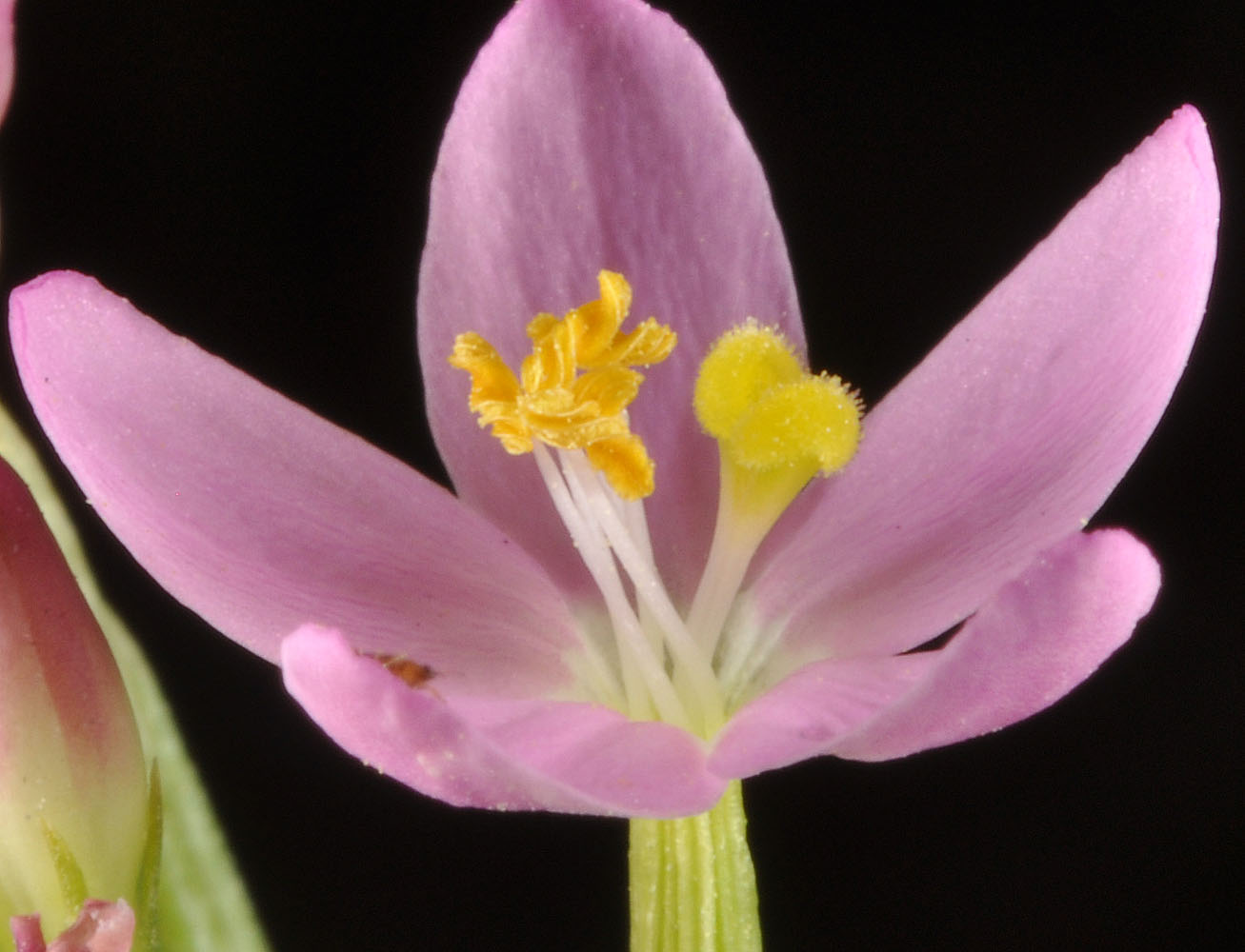 Flora of Eastern Washington Image: Centaurium erythraea