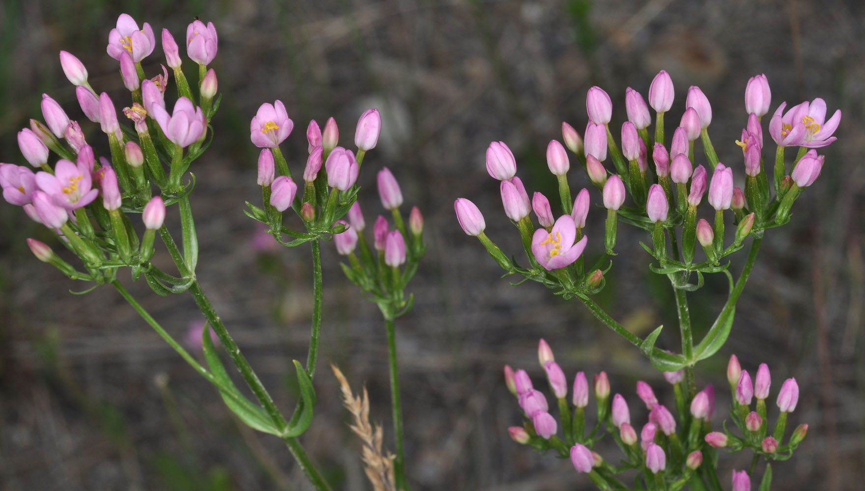 Flora of Eastern Washington Image: Centaurium erythraea
