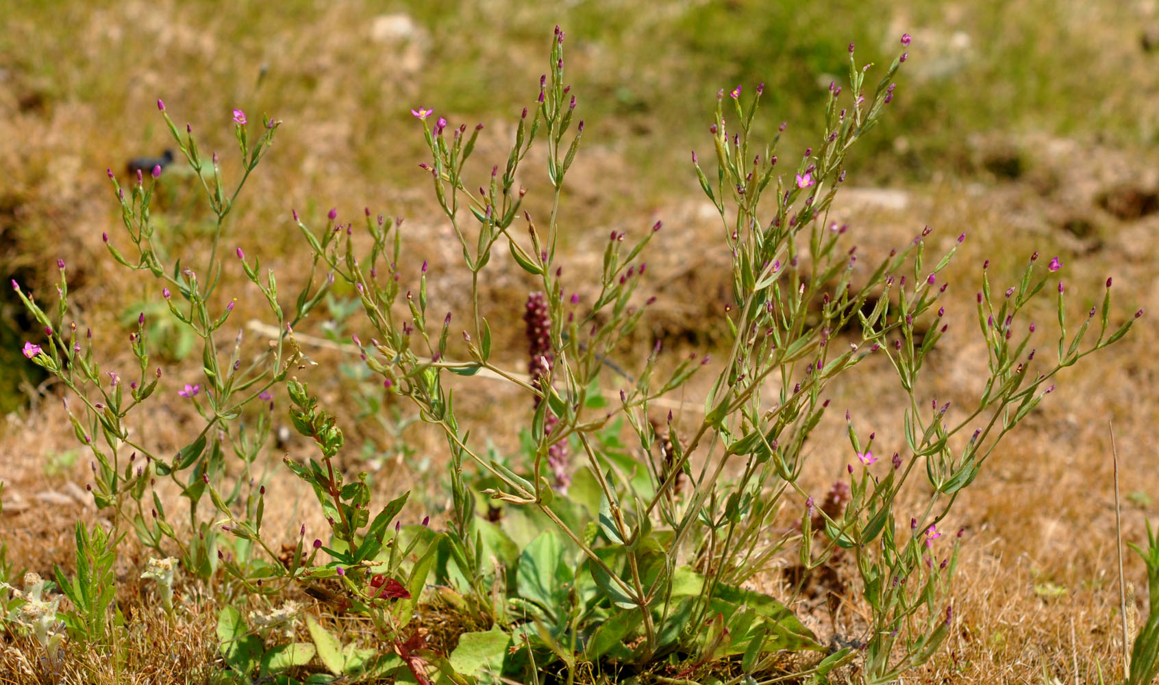 Flora of Eastern Washington Image: Zeltnera muehlenbergii