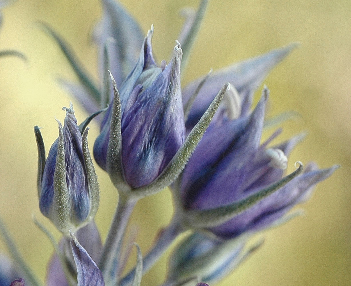 Flora of Eastern Washington Image: Frasera albicaulis
