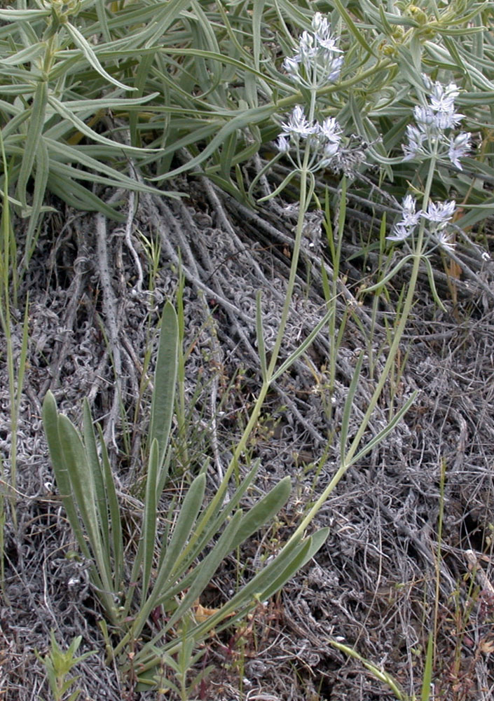 Flora of Eastern Washington Image: Frasera albicaulis