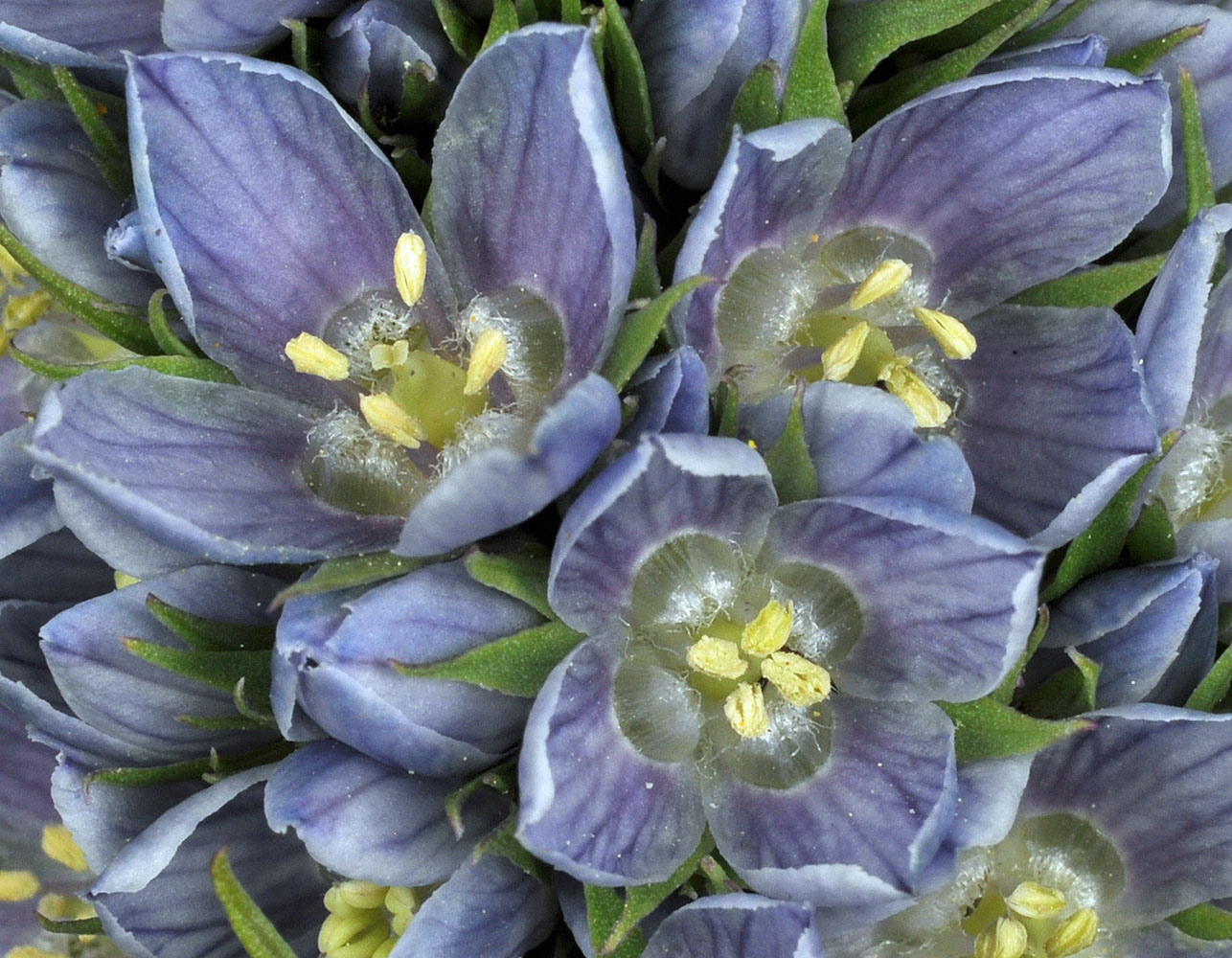 Flora of Eastern Washington Image: Frasera fastigiata