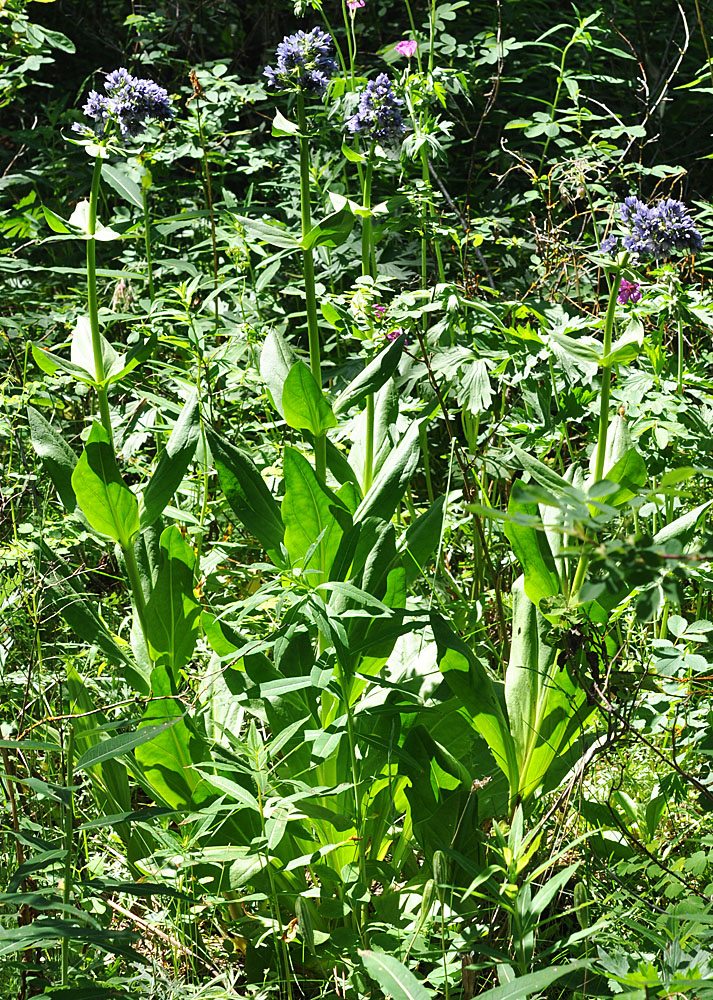 Flora of Eastern Washington Image: Frasera fastigiata
