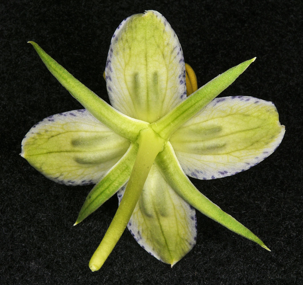 Flora of Eastern Washington Image: Frasera speciosa