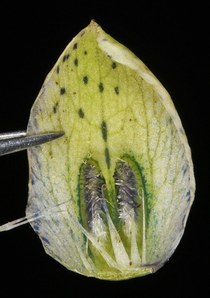 Flora of Eastern Washington Image: Frasera speciosa