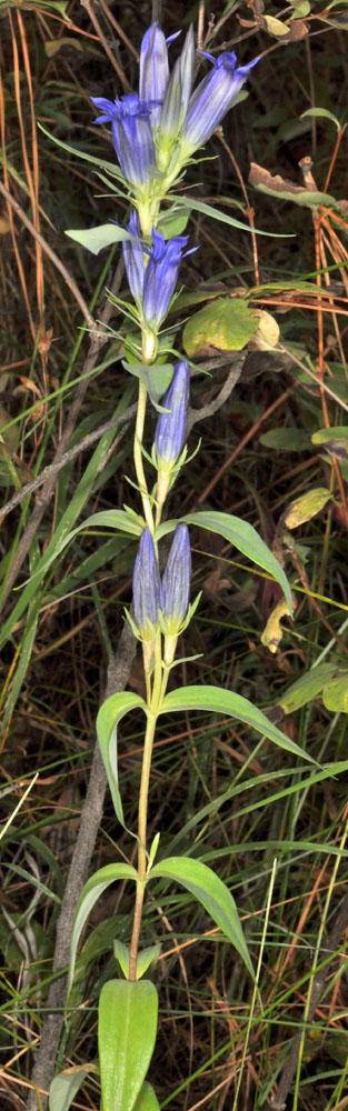 Flora of Eastern Washington Image: Gentiana affinis