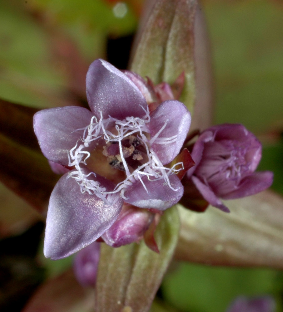 Flora of Eastern Washington Image: Gentianella amarella