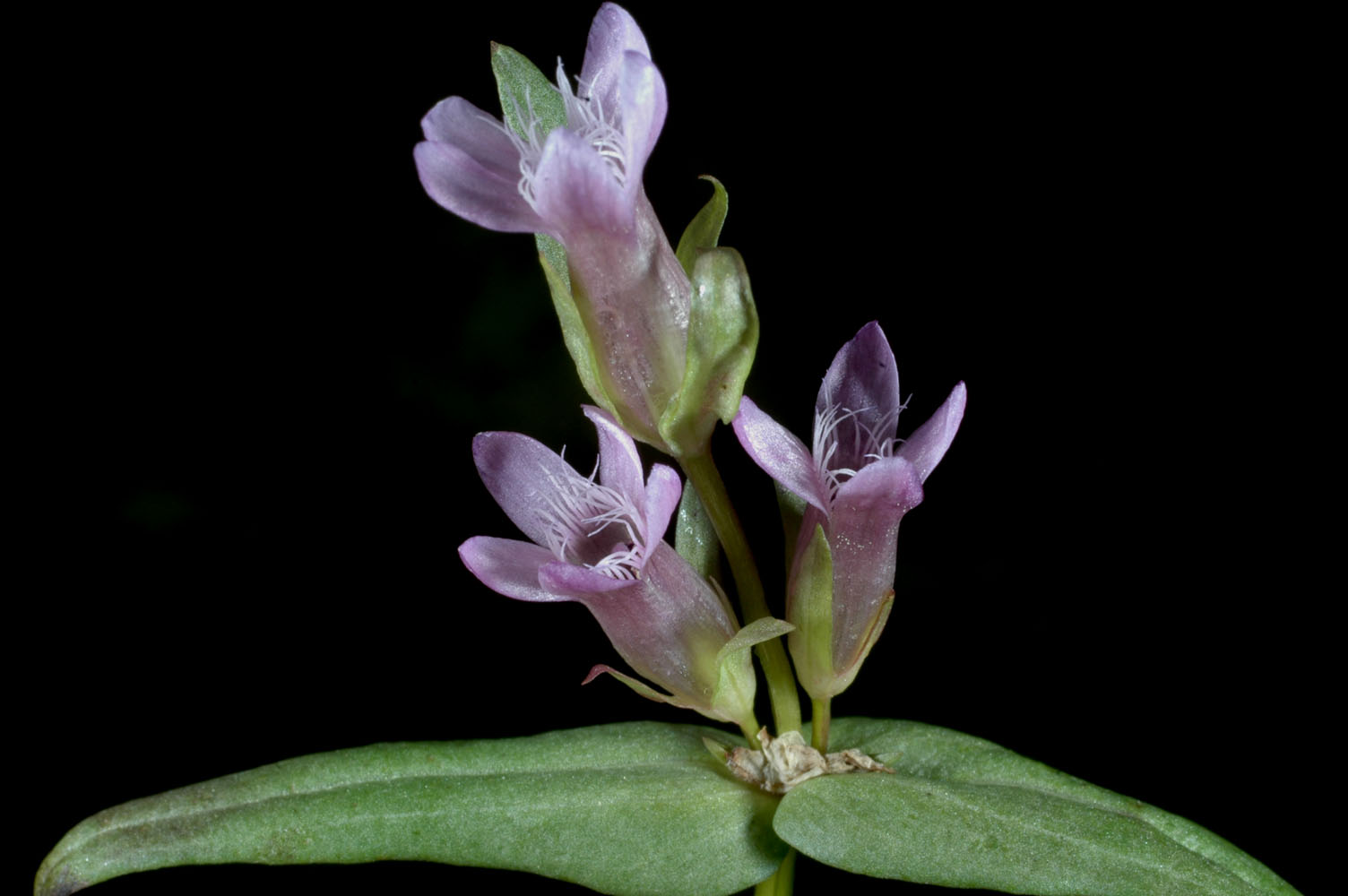 Flora of Eastern Washington Image: Gentianella amarella