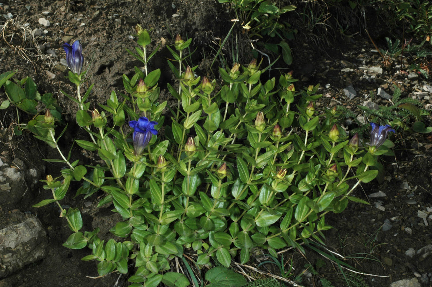 Flora of Eastern Washington Image: Gentiana calycosa
